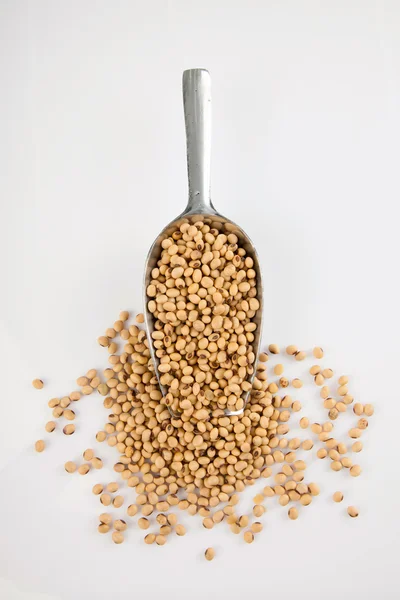 Soybeans and  transfer scoop — Stock Photo, Image