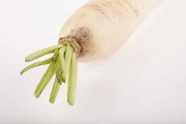 Frischer chinesischer Rettich — Stockfoto