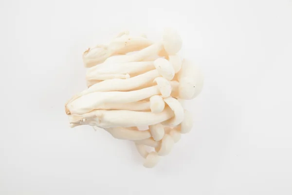 Champignon sur fond blanc — Photo