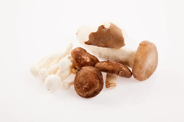 Mushroom on white background — Stock Photo, Image