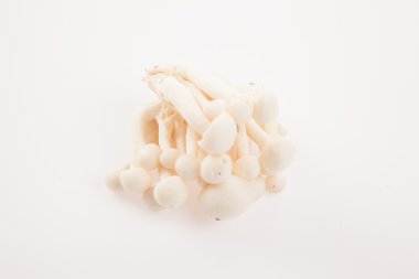 Beyaz arkaplanda mantar