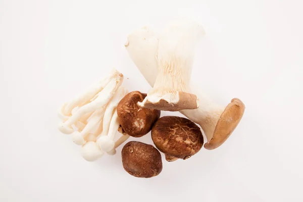 白色背景的蘑菇 — 图库照片