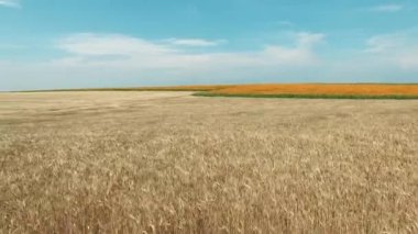 Rüzgarda sallanan bir ayçiçeğinin ve buğday tarlasının havadan görünüşü. İHA atışı.