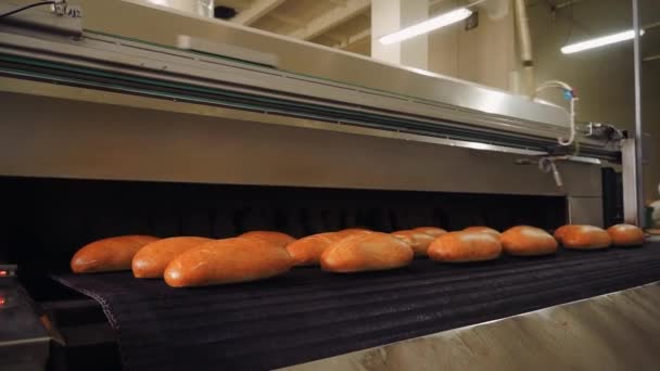 Vers Warm Brood Komt Uit Oven Close Een Transportband Wordt — Stockvideo