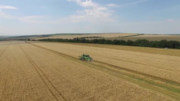 Збір Пшениці Працює Полі Сумі Комбайн Сільськогосподарської Машини Збирає Золоту — стокове відео