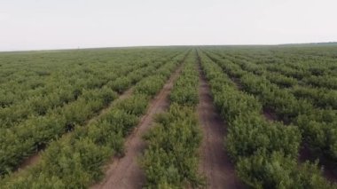 Hava manzaralı şeftali tarlaları