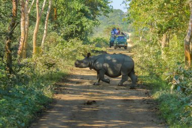 Tek bir boynuzlu gergedan, 6 Aralık 2016 'da Assam Hindistan' daki Kaziranga Ulusal Parkı 'nda jip safarisinde turistler tarafından izleniyor..