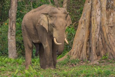 Vahşi bir Asya filinin seçici odak noktası. Batı Bengal Hindistan 'daki bir milli parkın kenarında fildişleri var.