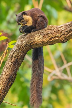 Hindistan 'da bir yağmur ormanında kuyruğu sallanan ve fındık yiyen Malabar sincabı ya da dev sincap olarak da bilinen Hintli dev bir sincabın seçici odak noktası.