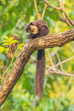 Hindistan 'da bir yağmur ormanında kuyruğu sallanan ve fındık yiyen Malabar sincabı ya da dev sincap olarak da bilinen Hintli dev bir sincabın seçici odak noktası.