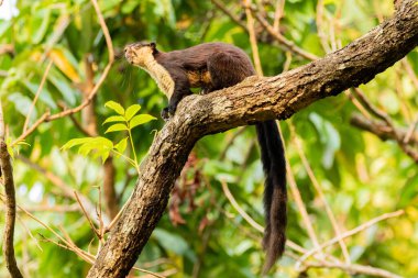 Hindistan 'da bir yağmur ormanında kuyruğu sallanan ve fındık yiyen Malabar sincabı ya da dev sincap olarak da bilinen Hintli dev bir sincabın seçici odak noktası.
