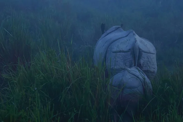 An abstract monochrome image of the back of a mother one horned rhino with its cub behind it amidst tall grass in a national park in Assam India on 6 December 2016