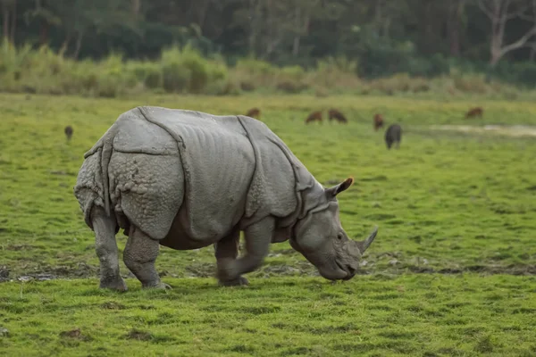 Один Рог Носорога Пасущий Траву Влажных Землях Ассама Индии Национальном — стоковое фото