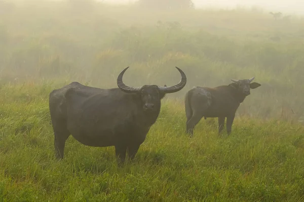 Wild Water Buffalos Standing Grasslands Foggy Morning National Park Assam — Stock Photo, Image