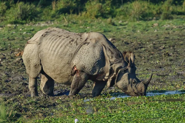 Ein Horn Nashorn Weidet Und Trinkt Wasser Feuchtgebiet Von Assam — Stockfoto