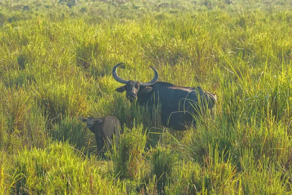 Wild Water Buffalo Standing Grasslands National Park Assam India — Stock Photo, Image
