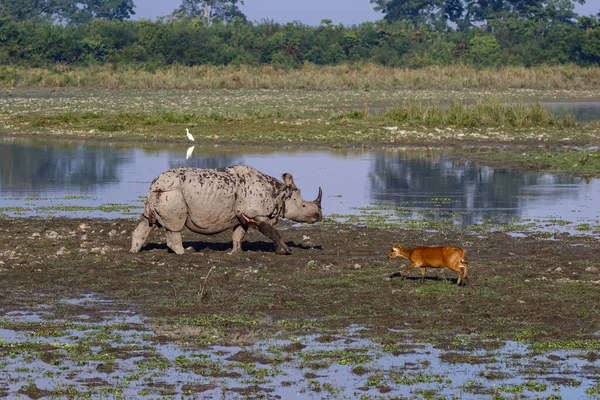 Image One Horned Rhino Standing Grasslands National Park Assam India — Stock Photo, Image