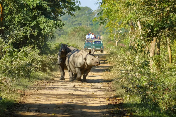 A group of One horned rhinos walking on a track in a jungle and being watched by tourists on jeep safari at Kaziranga national park in Assam India on 6 December 2016.