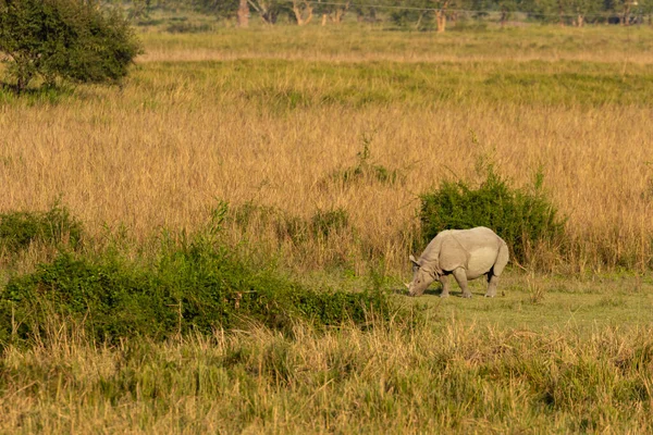 Único Rinoceronte Chifre Pastando Grama Nas Terras Úmidas Assam Índia — Fotografia de Stock