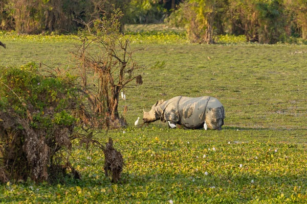 Ein Einzelnes Horn Nashorn Weidet Feuchten Land Von Assam Indien — Stockfoto