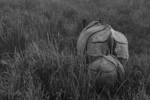 An abstract monochrome image of the back of a mother one horned rhino with its cub behind it amidst tall grass in a national park in Assam India on 6 December 2016