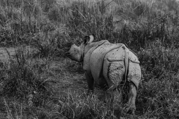 Монохромное Изображение Однорогого Носорога Стоящего Пасущегося Среди Высокой Травы Национальном — стоковое фото