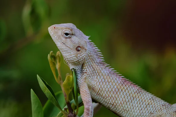 Lagarto Jardín Oriental También Llamado Lagarto Jardín Oriental Chupasangre Lagarto — Foto de Stock