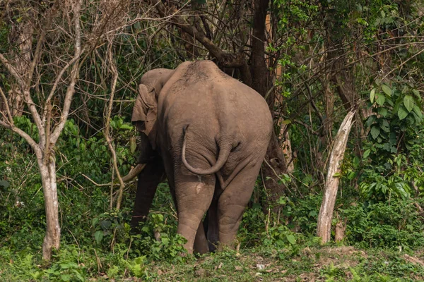 Éléphant Asie Sauvage Debout Bord Une Jungle Avec Son Dos — Photo