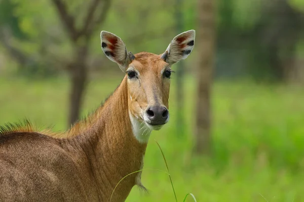 Eine Erwachsene Blaue Bulle Größte Antilope Indien Auch Nilgai Genannt — Stockfoto