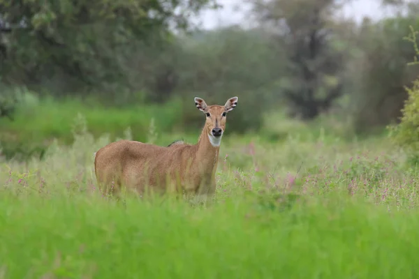 Eine Erwachsene Blaue Bulle Größte Antilope Indien Auch Nilgai Genannt — Stockfoto