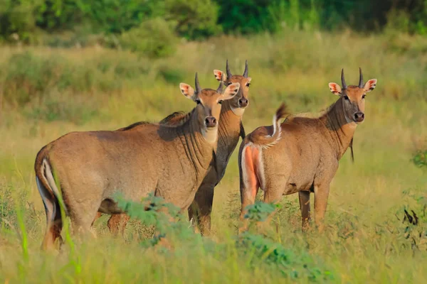 Bild Einer Herde Blauer Bullen Auch Nilgai Genannt Die Größte — Stockfoto