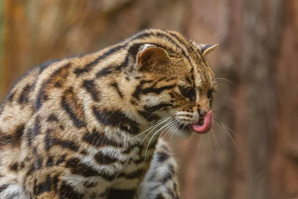 在印度东北部的热带雨林中 一只野生豹猫在其自然栖息地独居 这是一个罕见的画面 — 图库照片