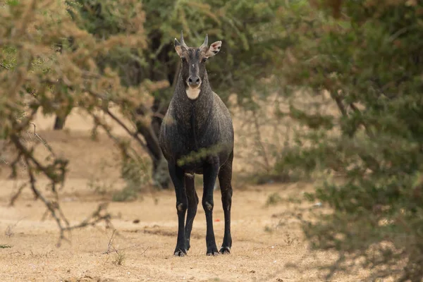 Eine Erwachsene Blaue Bulle Größte Antilope Indien Auch Nilgai Stehend — Stockfoto