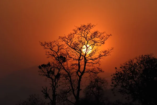 Silhueta Uma Árvore Com Sol Céu Vermelho Laranja Fundo — Fotografia de Stock