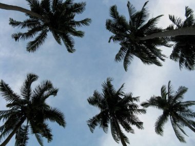 Mavi gökyüzüne karşı hindistan cevizi ağaçlarının silueti