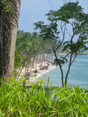 Andaman ve Nicobar Adaları 'ndaki Port Blair' de hindistan cevizi ağaçları ve beyaz kumsalın manzarası