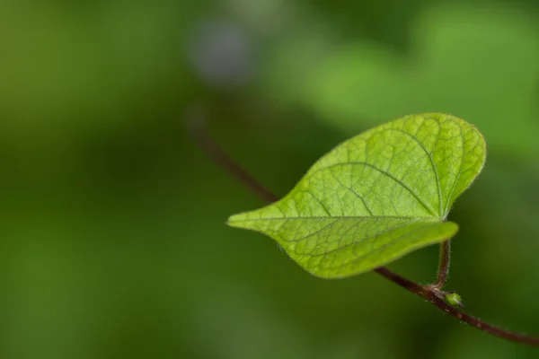 Ett Grönt Blad Som Abstrakt Med Suddig Bakgrund — Stockfoto