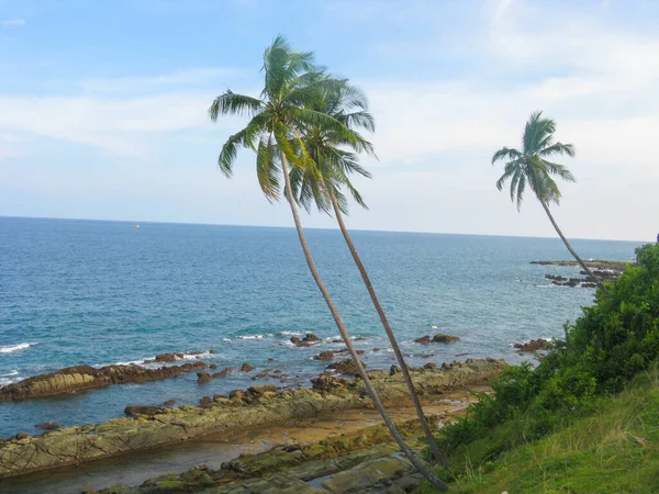 Coqueiros Costa Junto Oceano Port Blair — Fotografia de Stock