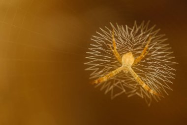 Ağının içindeki küçük sarı örümceğin seçici odak noktası Makro görüntüsü