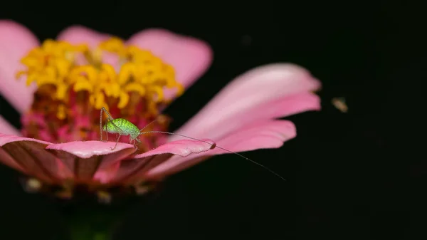 Selektiver Fokus Makrobild Einer Winzigen Pinselgrille Die Auf Einem Rosafarbenen — Stockfoto