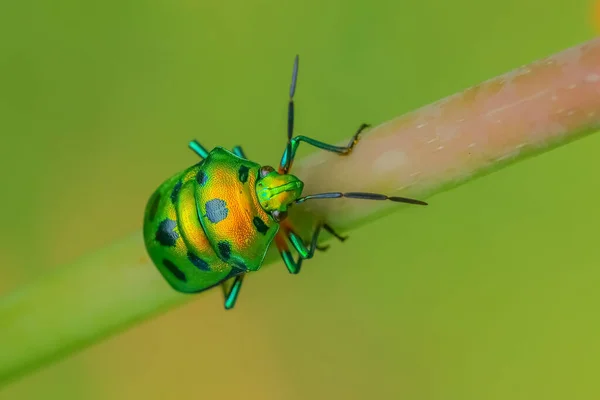 Enfoque Selectivo Imagen Macro Insecto Joya Con Colores Vibrantes Caminando — Foto de Stock