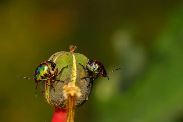 Çiçek Tomurcuğunun Üzerinde Oturan Bir Çift Küçük Mücevher Böceğinin Seçici — Stok fotoğraf