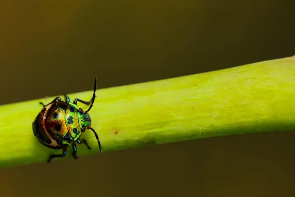 Selektiver Fokus Makrobild Eines Juwelenkäfers Mit Leuchtenden Farben Der Auf — Stockfoto