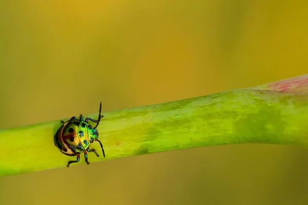 Focus Sélectif Image Macro Bug Joyau Aux Couleurs Vives Marchant — Photo