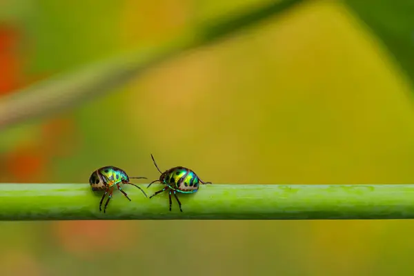 Selektiver Fokus Makrobild Zweier Juwelenkäfer Mit Leuchtenden Farben Die Auf — Stockfoto