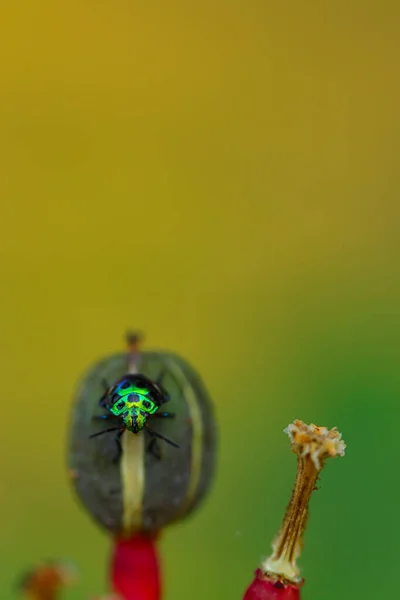 一对小小的宝石虫栖息在花蕾上的选择性聚焦宏观图像 — 图库照片