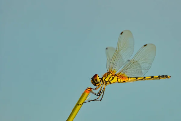 Mise Point Sélective Macro Image Libellule Assise Sur Une Brindille — Photo