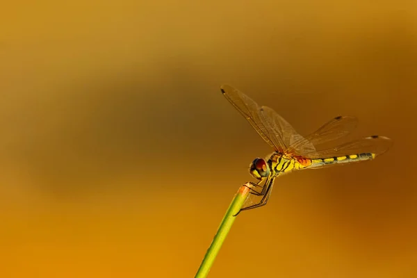 Selektivní Zaměření Makro Obraz Vážky Sedící Větvičce Rozmazaným Pozadím — Stock fotografie