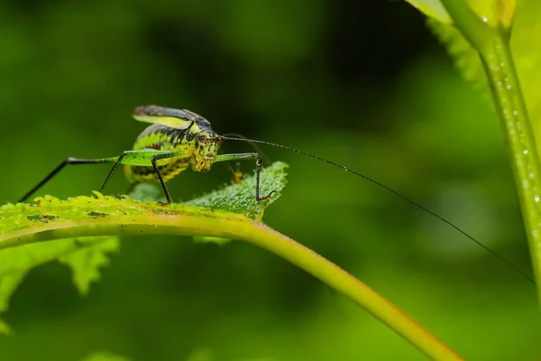 A macro image of a black kneed cone head siting on a leaf