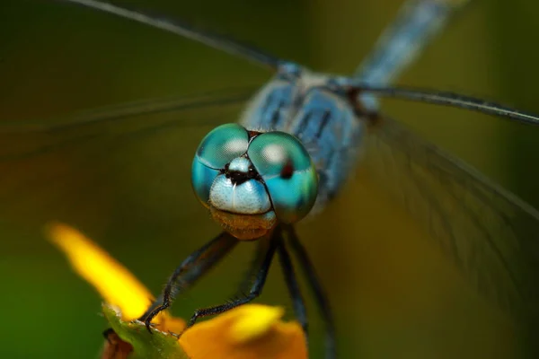 Selektivní Zaměření Zblízka Makro Obraz Očí Vážky — Stock fotografie